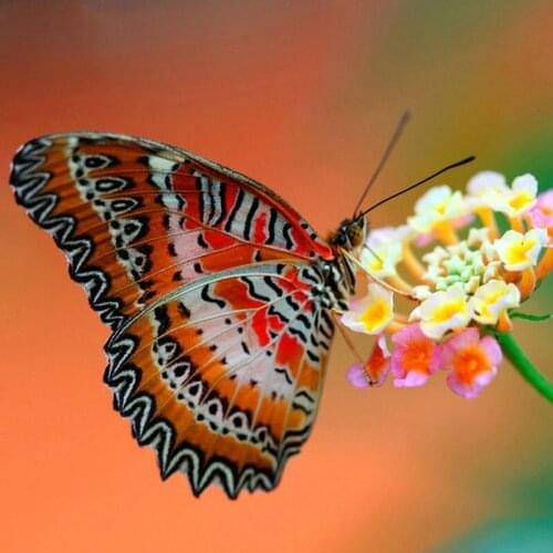 Diamond painting butterfly pattern full square / round animal flower 5d diamond art diamond mosaic handmade canvas embroidery