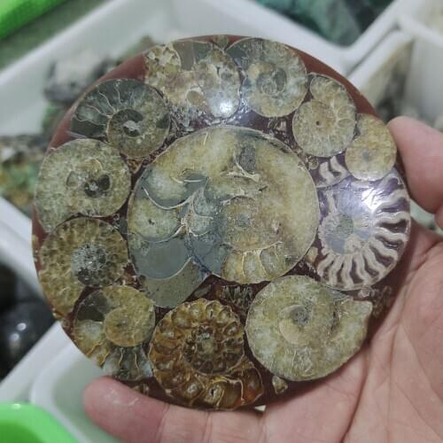 Ammonite Fossil Slice Plate Natura Shell a compassl MADAGASCAR FOSSIL SPECIMEN HEALING decoration