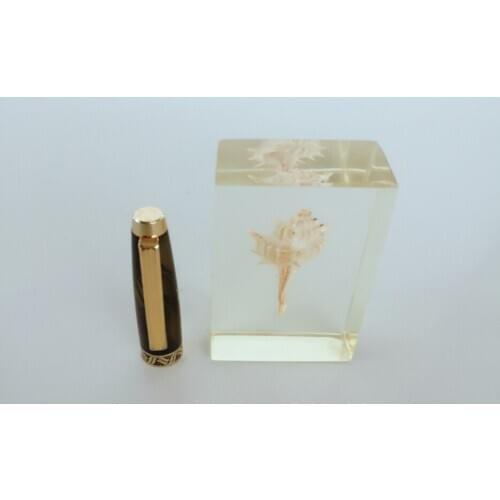 Real Insect Specimen Embedded Murex Pecten Specimen Animal Specimen Models Biology Teaching Aids Creative Resin Handicraft