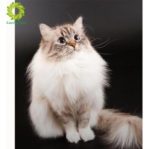 Full drill Diamond Painting Cat Full Square Round Diamond Embroidery Cats Diamond Mosaic Animals Pictures Of Rhinestones