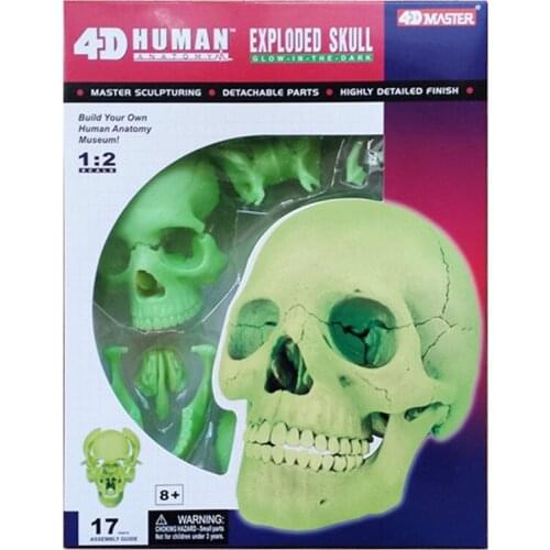 Human skull organs in fluorescent color Anatomy model 4D master puzzle assembly toys Models for medical teaching