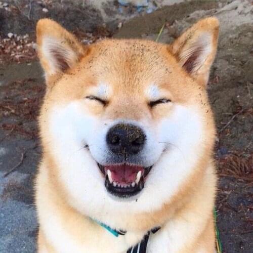 Dog Sweater Winter Warm Bulldog Small Dogs Clothing Cute Bear Printing Brown Jacket B1346