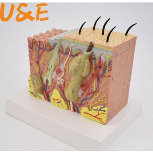 35 times the human skin and hair structure magnification model Skin layer structure model Human bone anatomy medical model