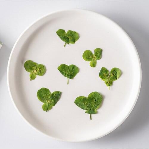 120pcs Pressed Dried Flower Euphorbia Herb Plants Herbarium For Epoxy Makeup Jewelry Postcard Invitation Card Phone Case DIY