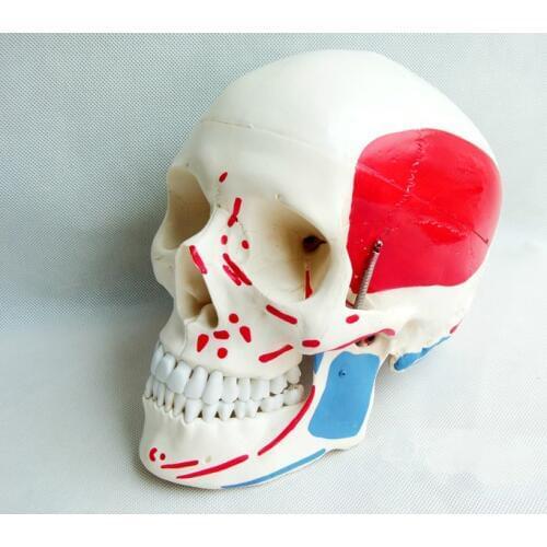 Life size anatomy medical skull bone natural skull 1:1 muscle coloring human anatomical skull model