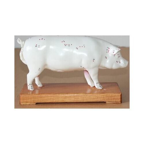 Pig Acupuncture Point Model veterinary animal Dissection model free shipping