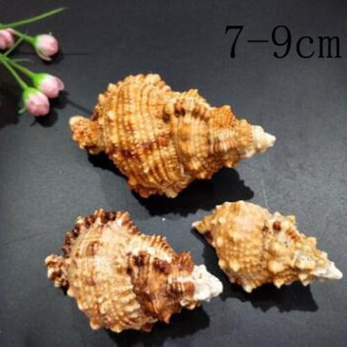 Natural Conch Shell Sea Snail Specimens Crafts Small Large Frog Natural Family Decorations Marine Wind Mediterranean Ornaments
