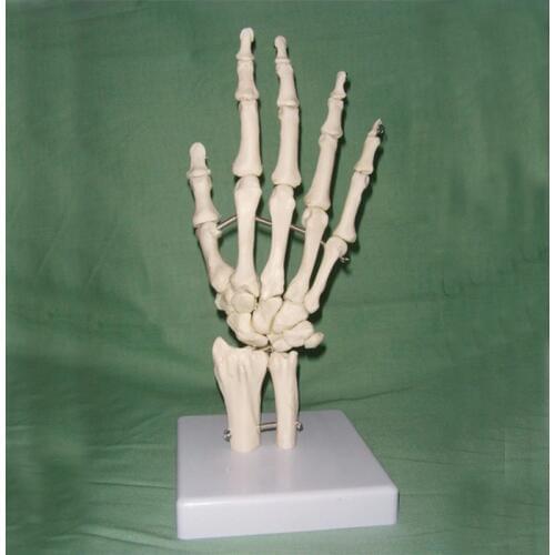 1:1 Life Size Human Hand Joint Model Hand Skeleton Bone Model Wrist Vola Palm Skeleton Model Medical Science Teaching Supplies