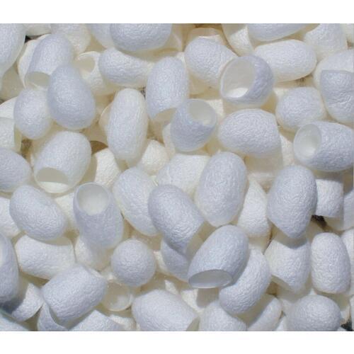 Silkworm cocoon