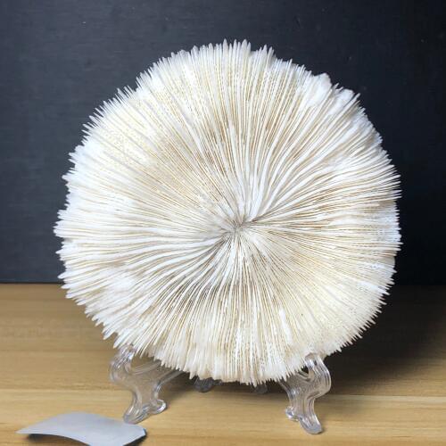 100% Natural White Coral Aquarium Landscaping Home Furnishing Ornaments Home Decoration