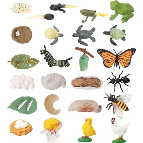Montessori Life Cycle Simulation Animals Growth Insect Plastic Models Figures Educational Toy for Children Juguetes H2444H