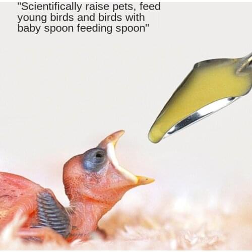 Stainless Steel Spoon Parrot Feeder Baby Bird Milk Powder Feeding Spoon Small Pet Hamster Tableware Supplies Hummingbird Feeder