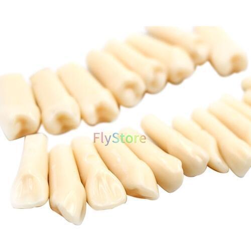 20pcs / bag high quality resin simulation dental particle dental model for dentist teaching exam teaching materials