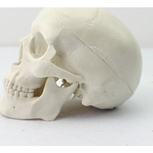 High quality Artificial skull model human skeleton small skull model