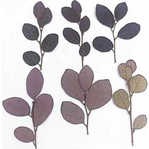 50pcs Pressed Dried Loropetalum Chinense Var.rubrum Flower Plants Herbarium For Jewelry Postcard Invitation Card Bookmark DIY