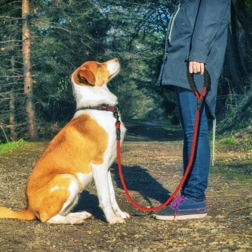Nylon Training Dog Leash Webbing Recall Long Lead Line Pet Traction Rope Great for Teaching Camping Backyard Accessories