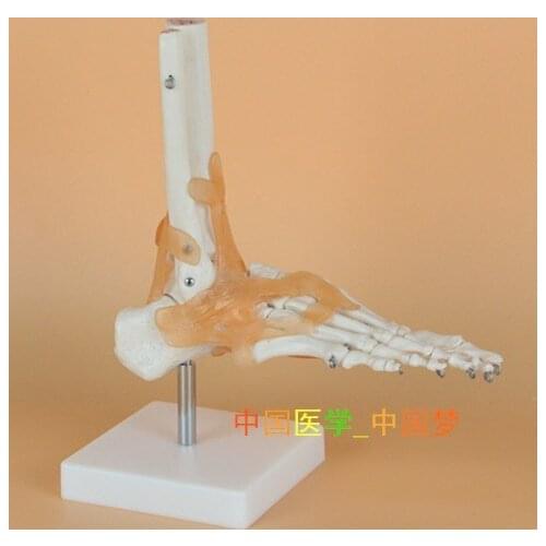 Free shipping Foot joint with ligaments human sole skeleton model