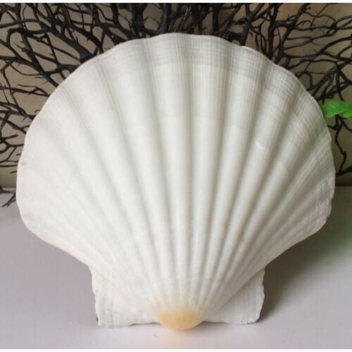 3pcs natural white Conch sea shell white scallop shell for fish tank decoration or gift