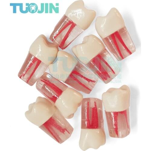 5pcs Dental Training Product Dental Resin Tooth Root Canal Teeth For Students Practice Model Teeth Study Teach Demonstration Too