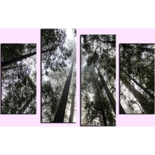 4pcs Humbolt Redwoods state Park California Wall painting print on canvas for home decor ideas paints on wall pictures art