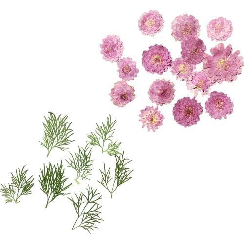 20 Pieces Mini Small Pressed Dried Flowers Dry Leaves For DIY Crafts Bookmark Cards Making