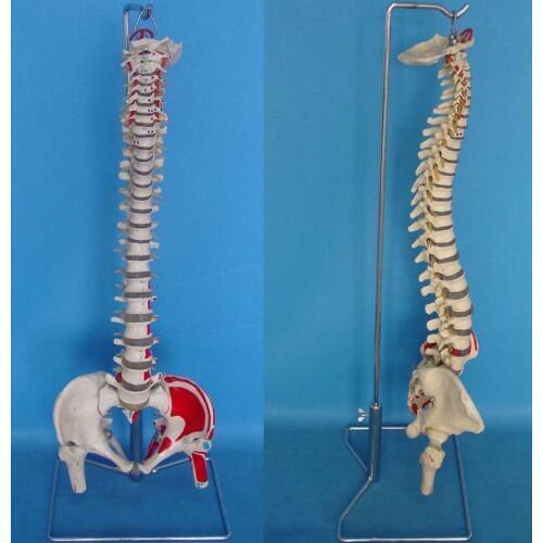 Muscle Coloring1:1 Human spine skeleton model Bendable Medical Teaching model free shipping
