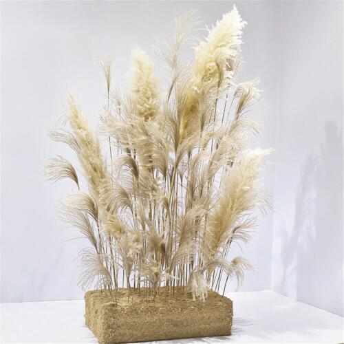 Christmas shopwindow 30 pcs samll pampas grass 15pcs big pampas natural dried real reed showcase office plant decor