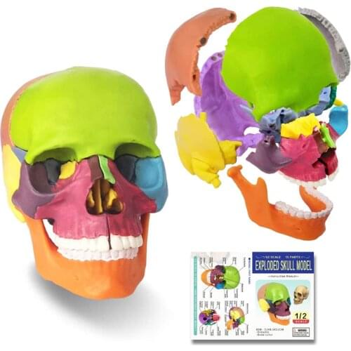 2021 New 15 Parts Palm-Sized Anatomy Exploded Skull Model Detachable Mini Human Color Medical Skull Dental ClinicTeaching