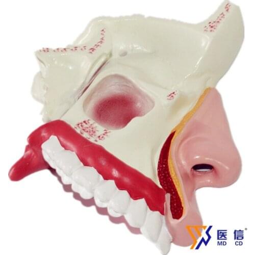 Nasal anatomical model Oral and nasal model Nasal structure