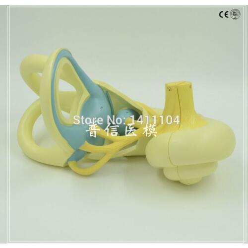 Free ship&The inner ear labyrinth model, the Enlarged cochlea,ear,the five organs of the Department of medicine anatomy teaching