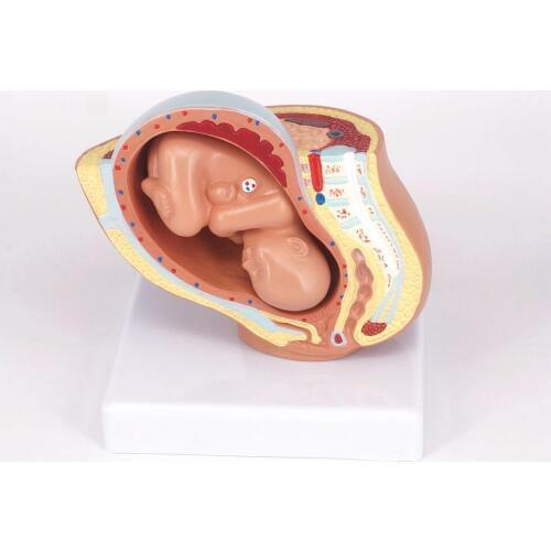 Human Female Pelvic Section Pregnancy Anatomical Model Medical Pelvis Anatomy