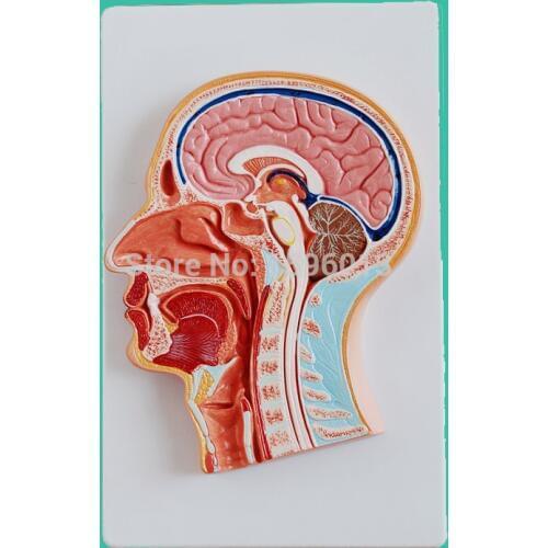 Median Section of Head model, Anatomical Head Model