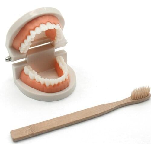 Montessori Practical Life Material Simulated Tooth Brushing Teeth Learning Exercise Educational Juguetes Montessori C1164H