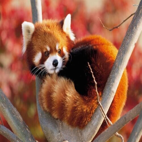 Full Drill DIY 5D Diamond Painting Animal Lovely Koala Cross Stitch Diamond Embroidery Patterns Rhinestones Mosaic 30x40cm