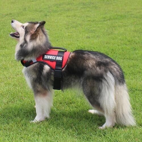 Reflective Dog Harness Breathable Adjustable No Pull Pet Vest Harness Outdoor Adventure Pet Vest with Handle in Stock Factory
