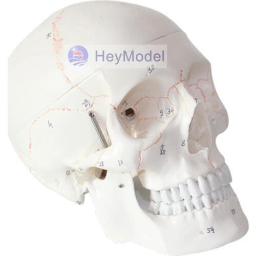 HeyModel Skull Model Artificial 1: 1 Size with Suture Numbers