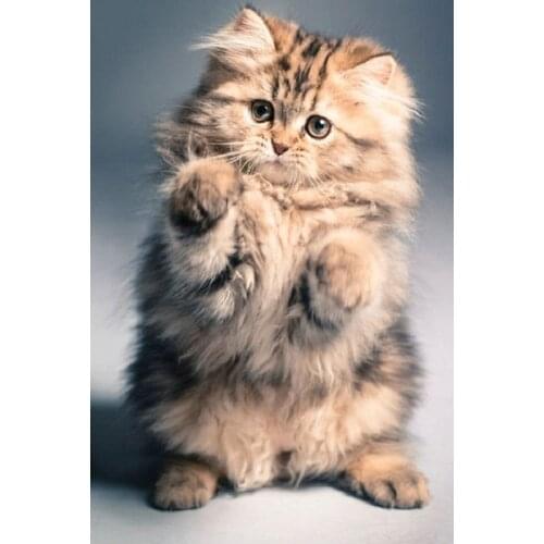 YIKEE diamond painting Lovely cat,free diamond painting,diamond 5d K707