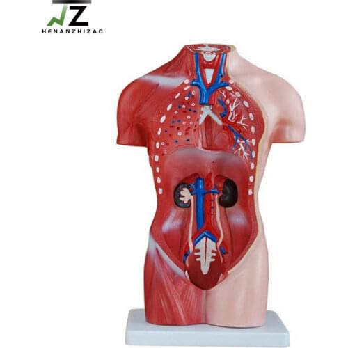 Medical Science 42cm Male or Female Human Anatomical Torso Model