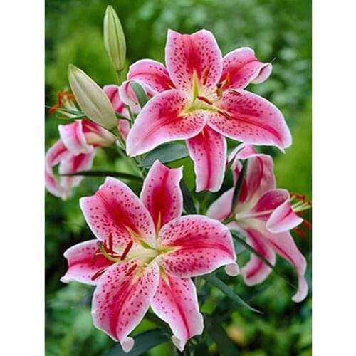 Diamond Painting With Round Rhinestones Flowers Diamond Mosaic Lily Cross Stitch Diamond Embroidery Bead Picture Kits