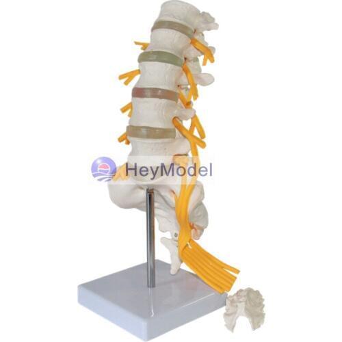 HeyModel Five lumbar sacral model cauda equina nerve model sciatic nerve spine nerve skeleton model five lumbar cauda equina II