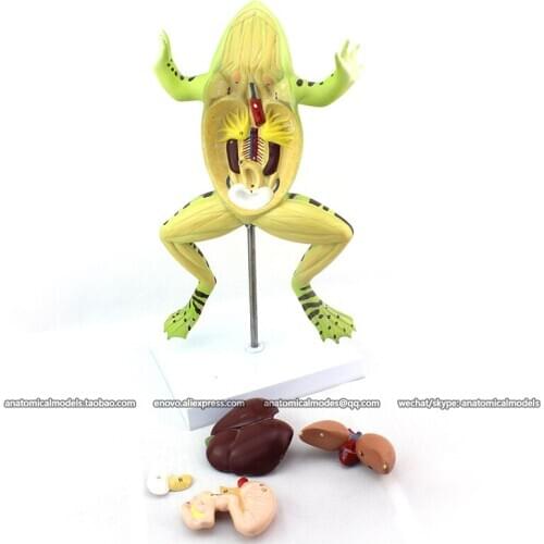 12000/ Frog Anatomy , Animal Anatomical Mode for Study