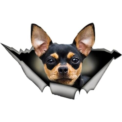 Personality Black and Tan Chihuahua Car Sticker Car Window Accessories Cover Scratches Reflective PVC 13cm X 8cm