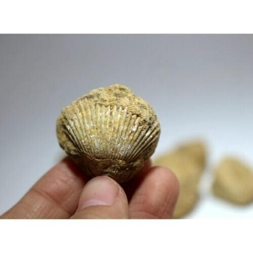 Madagascar fossils shellfish Fossils Minerals Stones And Crystals Natural Specimen O Gemstones Animal Shell Best Gift