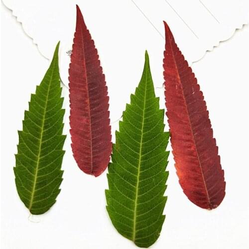 60pcs Dried Pressed Green/Red Rhus Typhina Leaf Leaves Plant Herbarium For Jewelry Photo Frame Bookmark Phone Case DIY