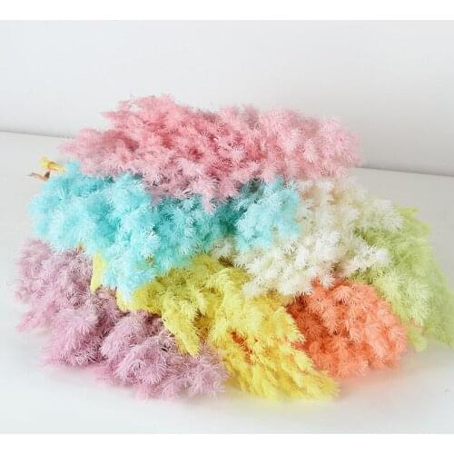 Preserved Fresh Plant Real Nature Penglai Pine,DIY Flower Wedding Mariage Gift Eternelle Flower Home Floral Table Decor Dry Plan