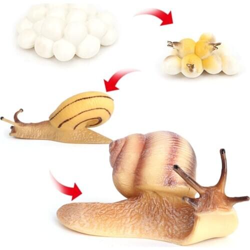 1 Set Snail Growth Cycle Toys Nature Life Cycle Insect Simulation Models Kids Cognitive Toys