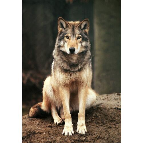 3d Diy Diamond Embroidery Diamond Painting New Crafts Wolf Animal Pattern Mosaic Cross-stitch Kits Picture Of Rhinestones A6504R