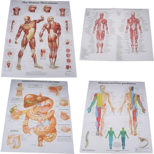 Hospital Massage Map Human Anatomy Muscles System Art Poster Print Body Map Silk Painting Wall Pictures For Medical Education
