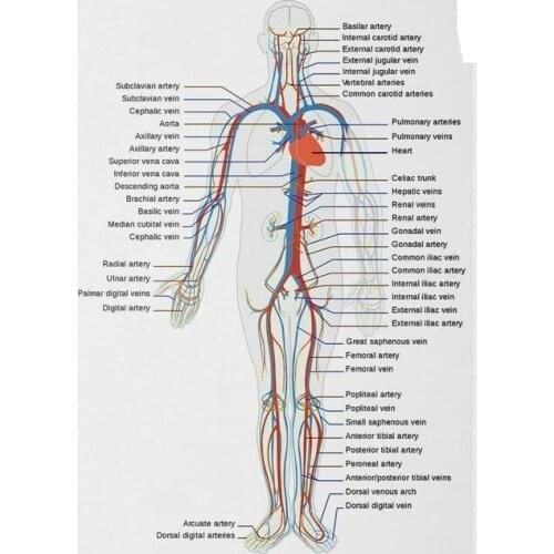 Human Anatomy Circulatory Respiratory System Art Film Print Silk Poster Home Wall Decor 24x36inch