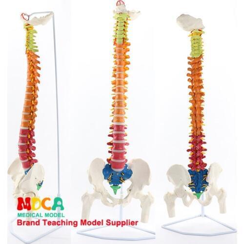 85CM hanging color spine belt massage for femur massage human spine model medical teaching MJZ201